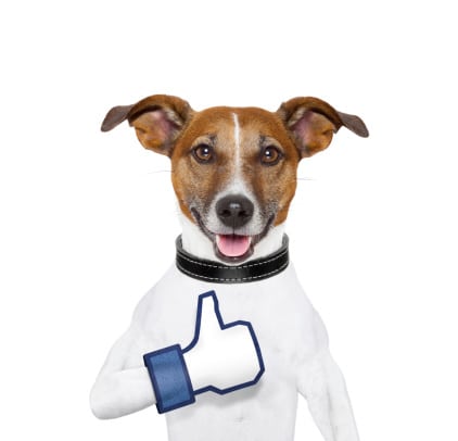 small dog with facebook thumbsup on paw