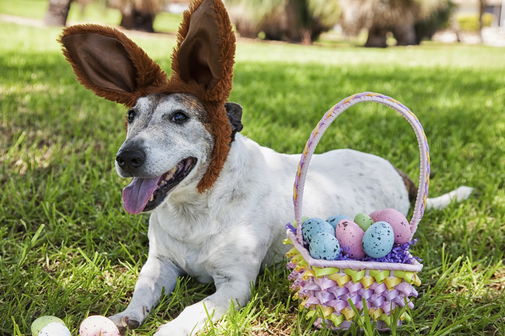 dog with bunny ears next to Easter basket