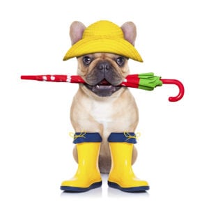 fawn french bulldog sitting and waiting to go for a walk with owner , prepared for rain and dirt,wearing rain boots , holding umbrella with mouth, isolated on white background