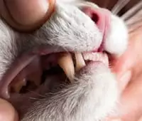 Veterinarian examining a cat's teeth