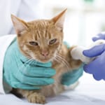 Veterinarian examining a cat before surgery