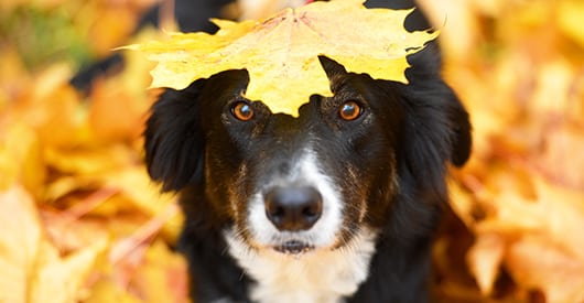 Fall Pet Safety in Carmel: Dog with leaf on its head
