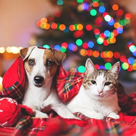 Cat and dog under a plaid blanket: Holiday Pet Safety in Carmel