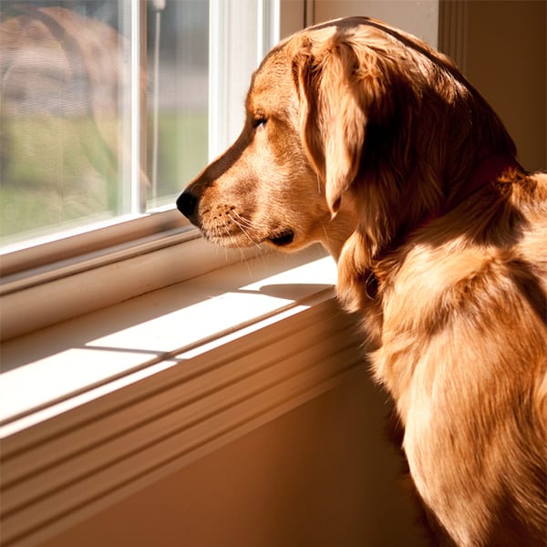 Pet Separation Anxiety in Carmel: A Dog Looking Out a Sunny Window