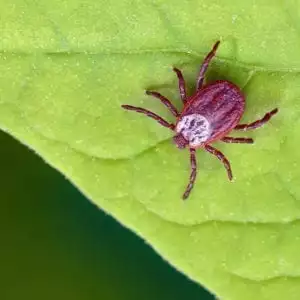 Ticks on Dogs and Cats in Carmel, IN