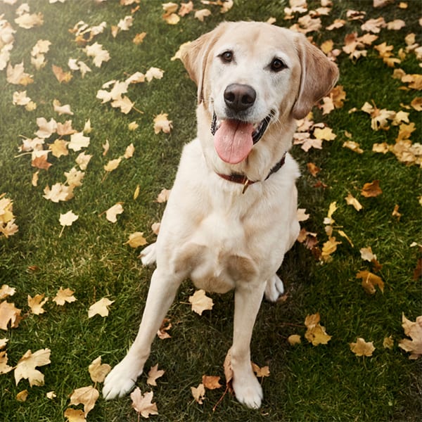Fall & Halloween Pet Safety in Carmel: A Dog Sits on Grass Full of Fallen Autumn Leaves