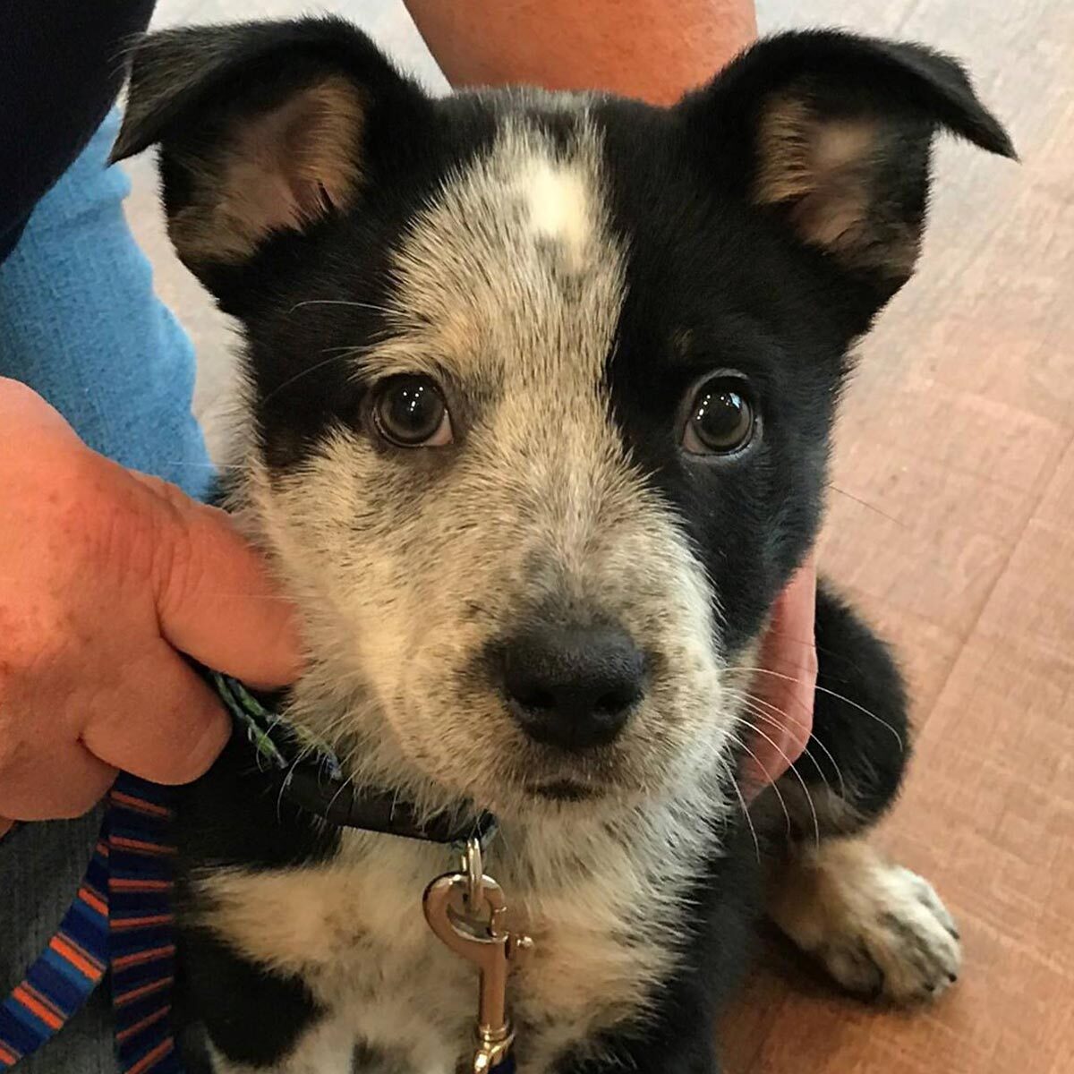 Close Up Of Black And White Puppy Wearing A Leash