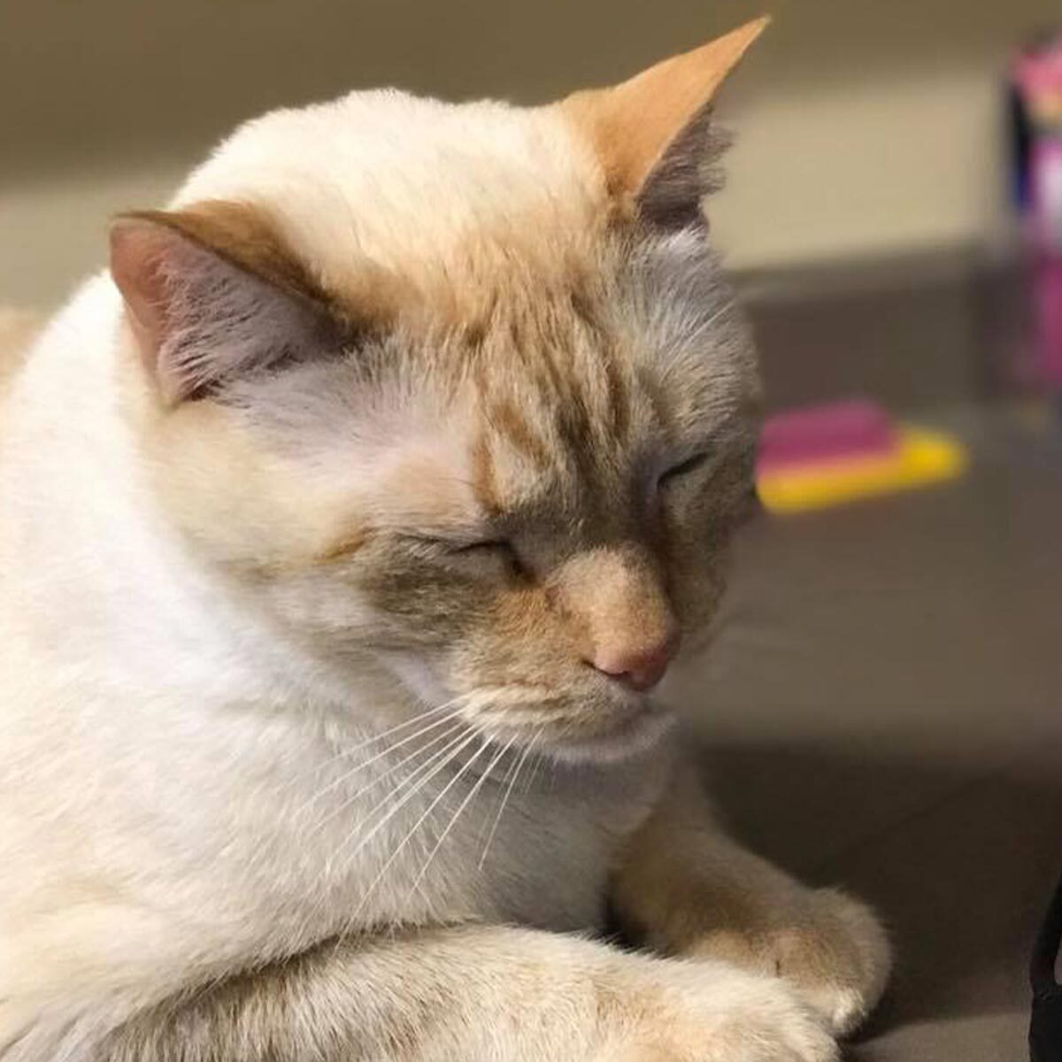 Close Up Of Cat Sleeping On Counter