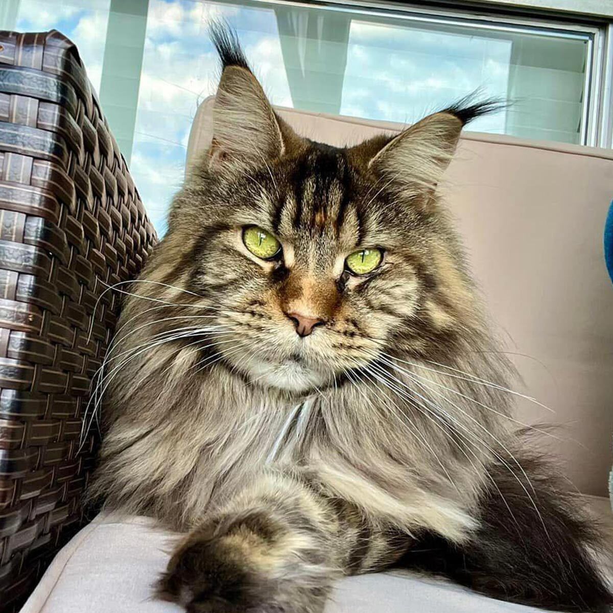 Close Up Of Fluffy Maine Coon Cat