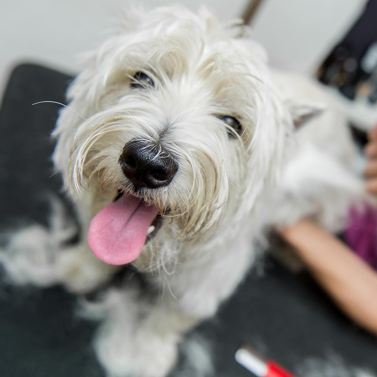 Close Up Of Fluffy White Dog Getting Hair Cut