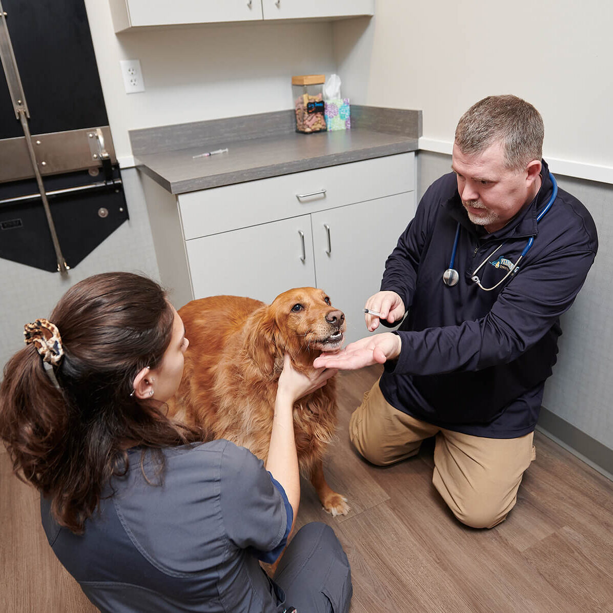 Dog Getting Checked By Dr Stanley And Tech