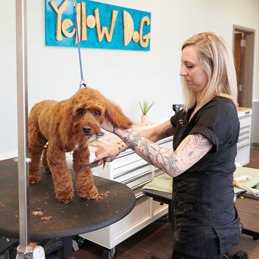 Pet Grooming At Yellow Dog In Carmel In