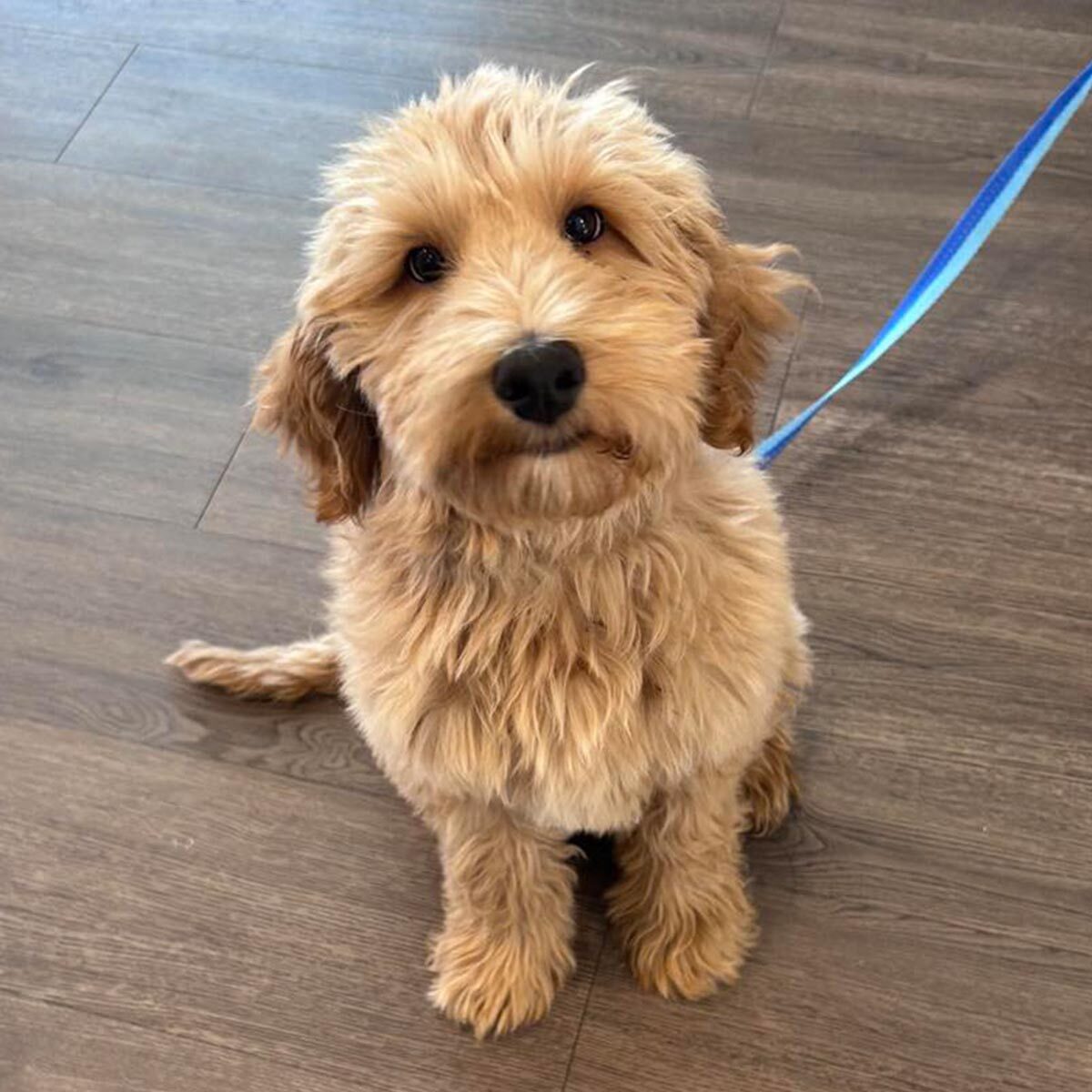 Small Goldendoodle Puppy On Leash